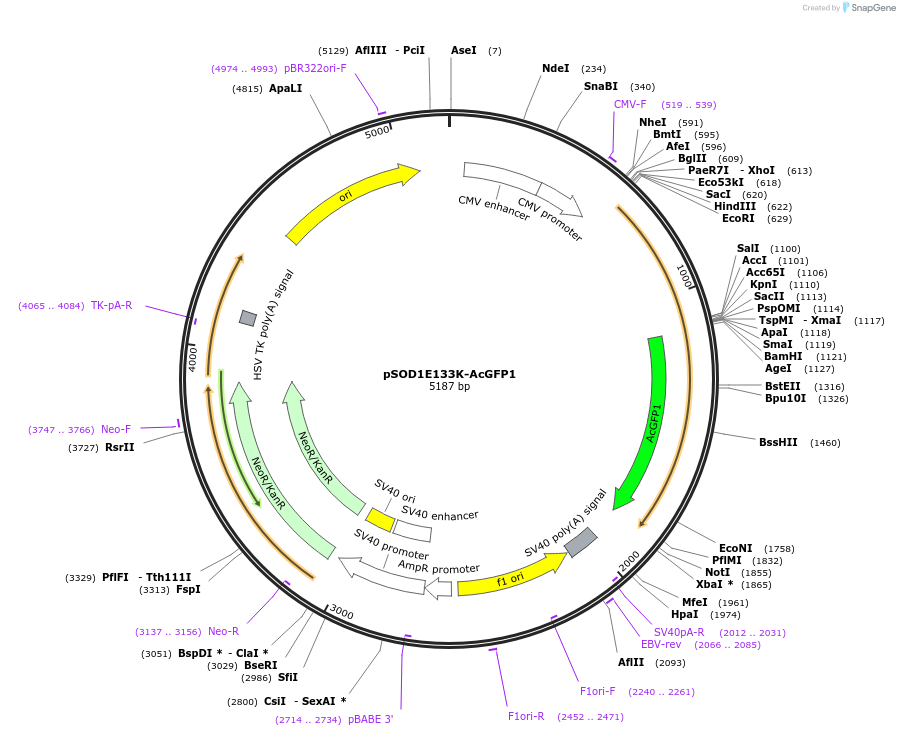 83442-plasmid-map-sequence-id-159063