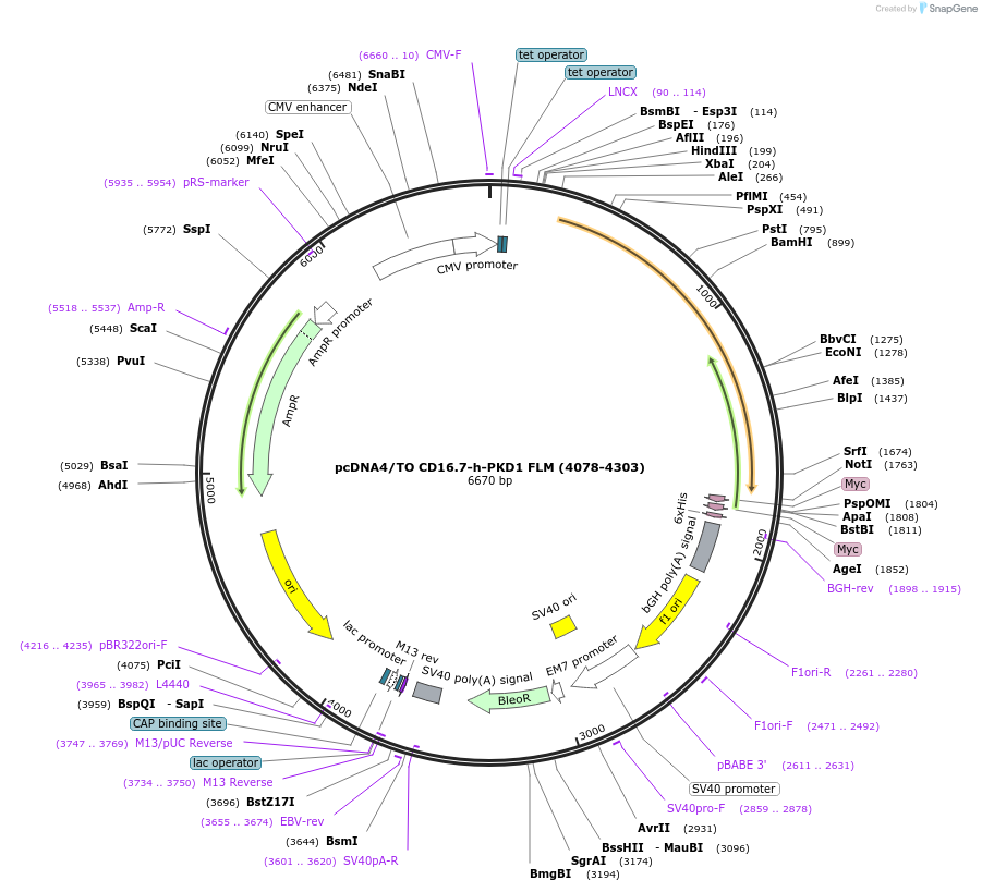 83465-plasmid-map-sequence-id-159097