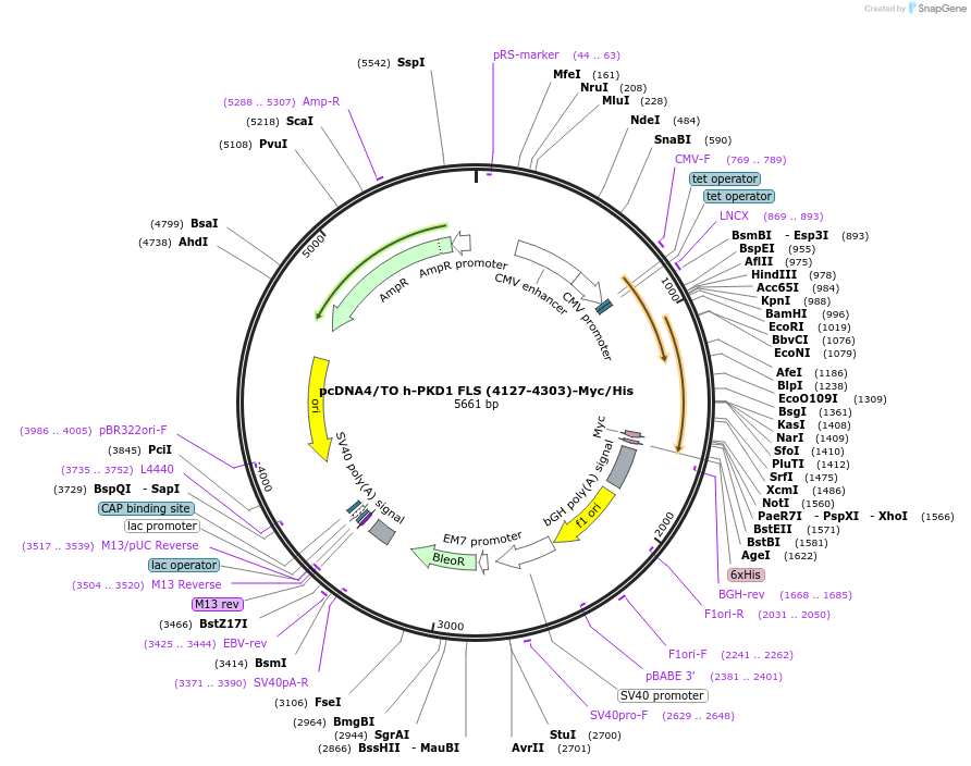 83457-plasmid-map-sequence-id-159103