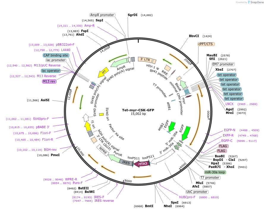 83470-plasmid-map-sequence-id-159109