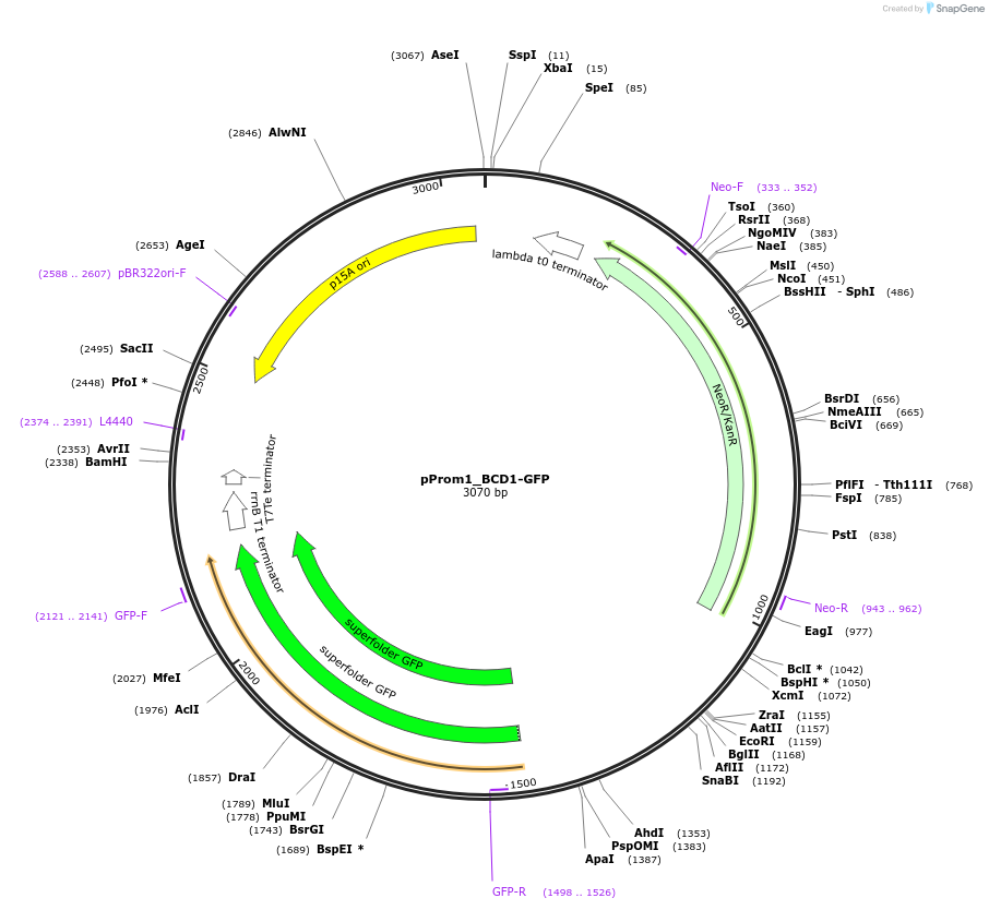 80649-plasmid-map-sequence-id-159219