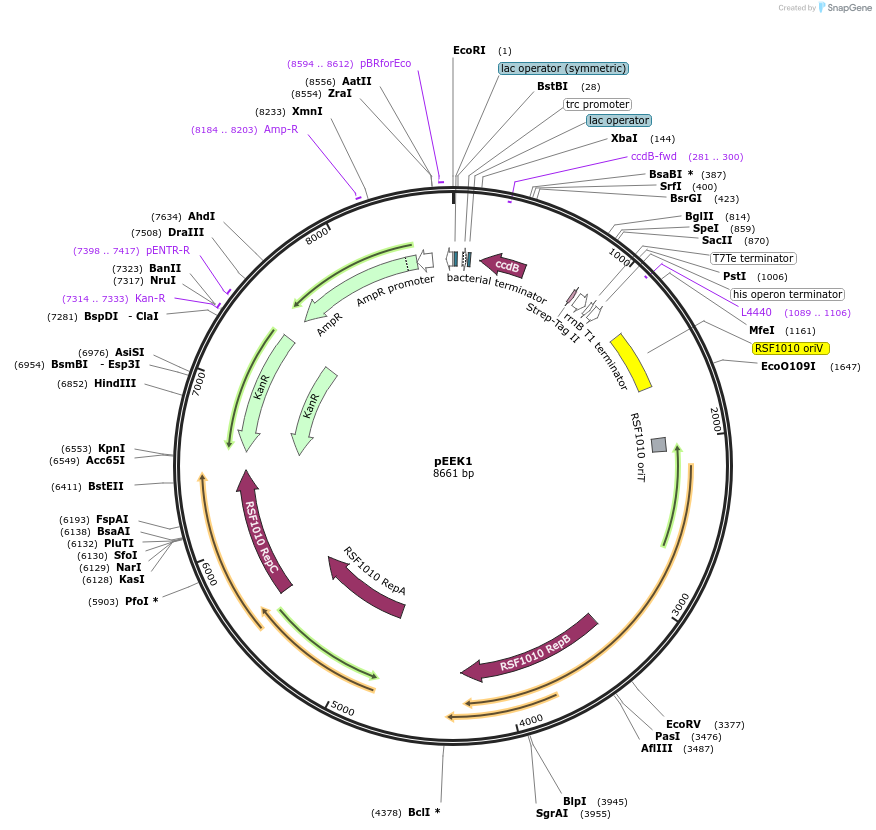 83488-plasmid-map-sequence-id-159324