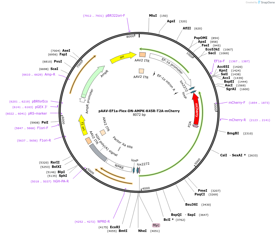 83491-plasmid-map-sequence-id-159337
