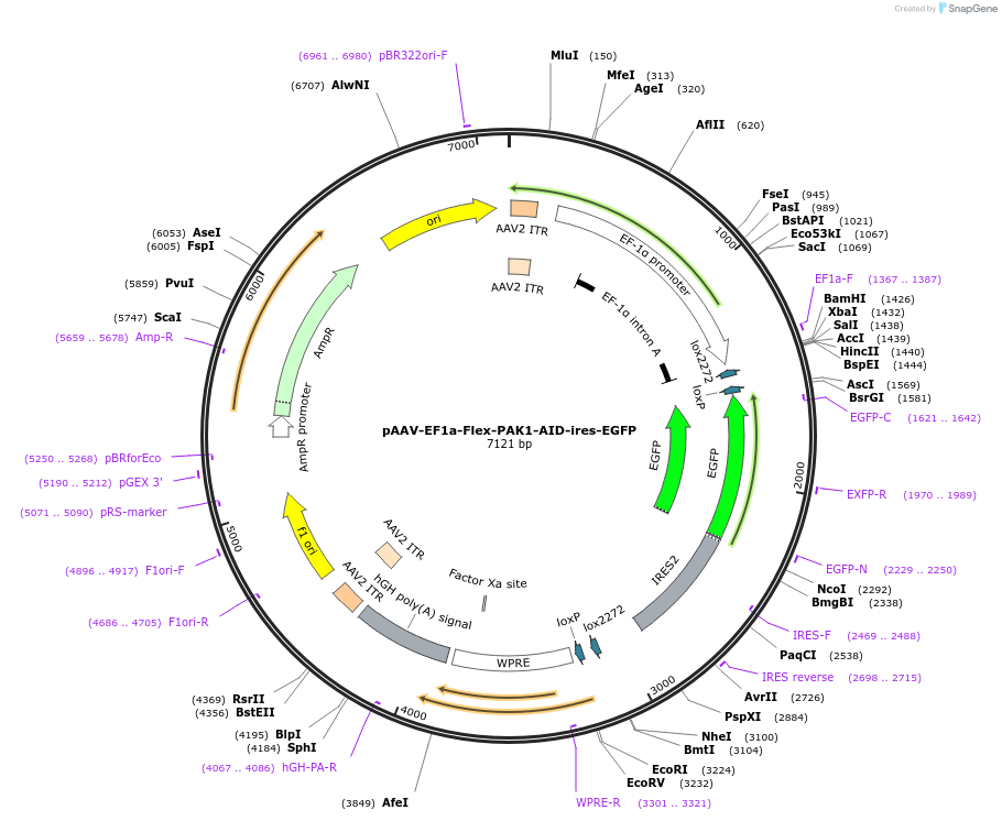 83489-plasmid-map-sequence-id-159339