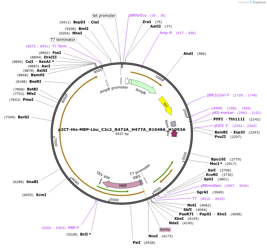 83485-plasmid-map-sequence-id-159341