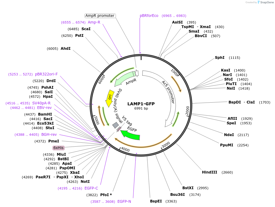 16290-plasmid-map-sequence-id-159426
