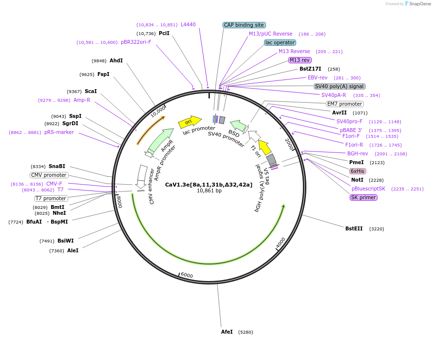 49333-plasmid-map-sequence-id-159439