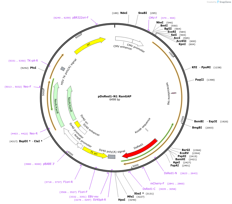 13386-plasmid-map-sequence-id-159443