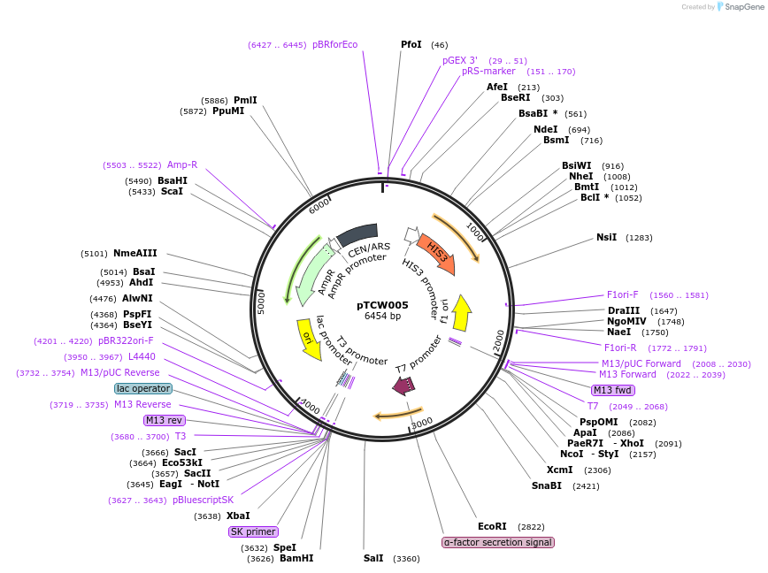 83524-plasmid-map-sequence-id-159456