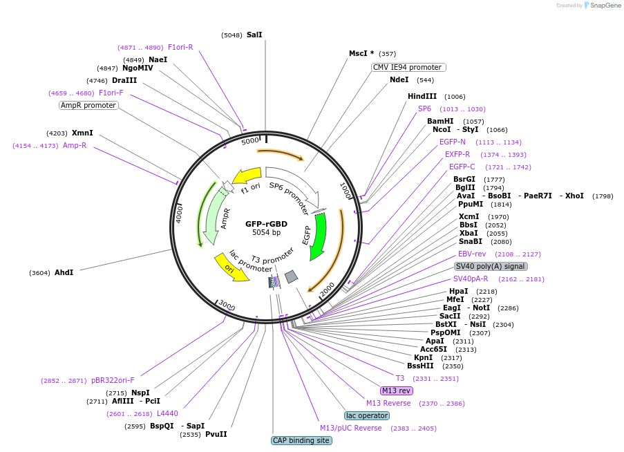 26732-plasmid-map-sequence-id-159472