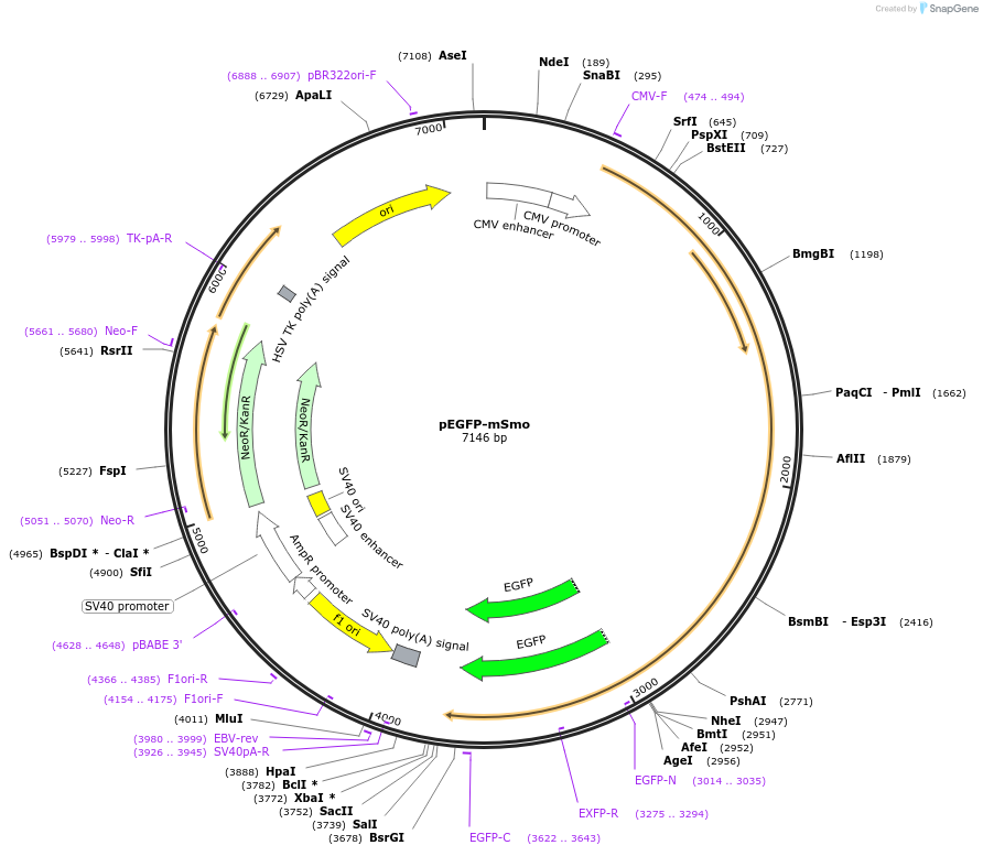 25395-plasmid-map-sequence-id-159487