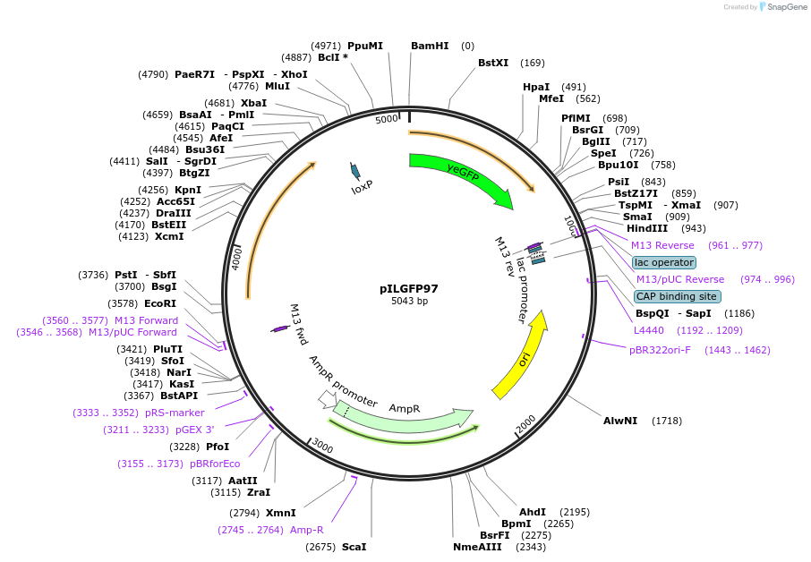 83551-plasmid-map-sequence-id-159491