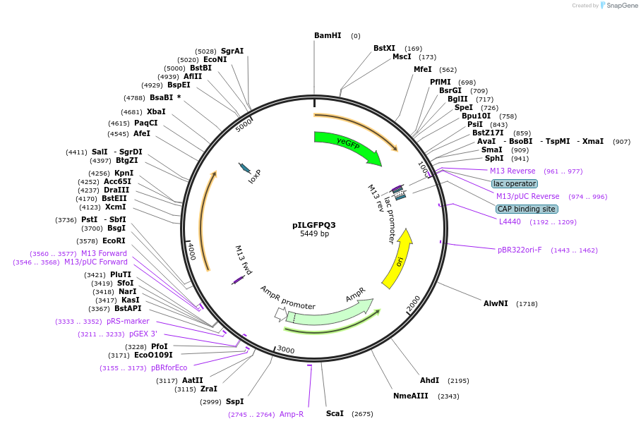 83558-plasmid-map-sequence-id-159498