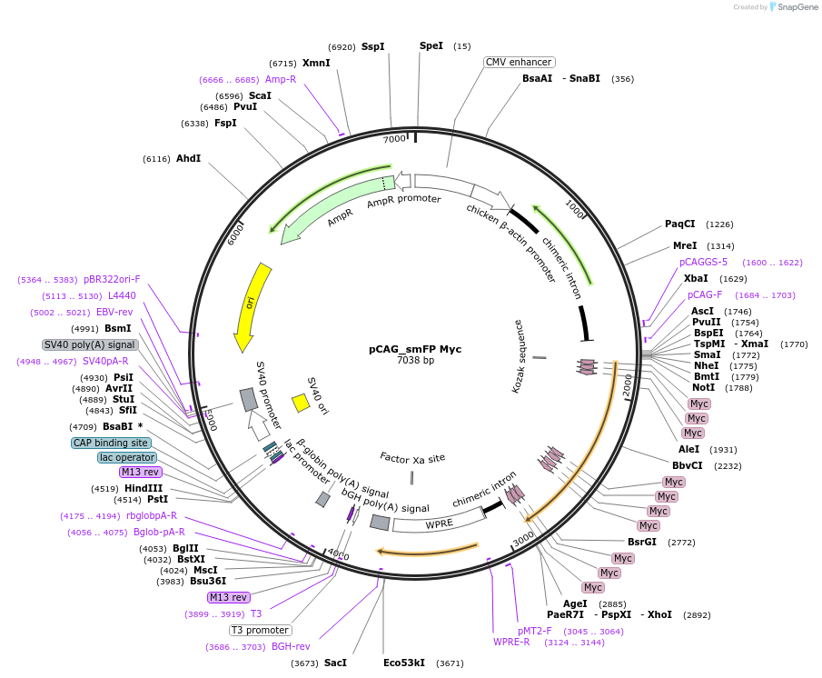 59757-plasmid-map-sequence-id-159506