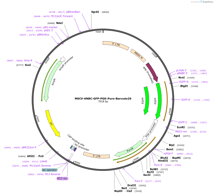 83706-plasmid-map-sequence-id-159844