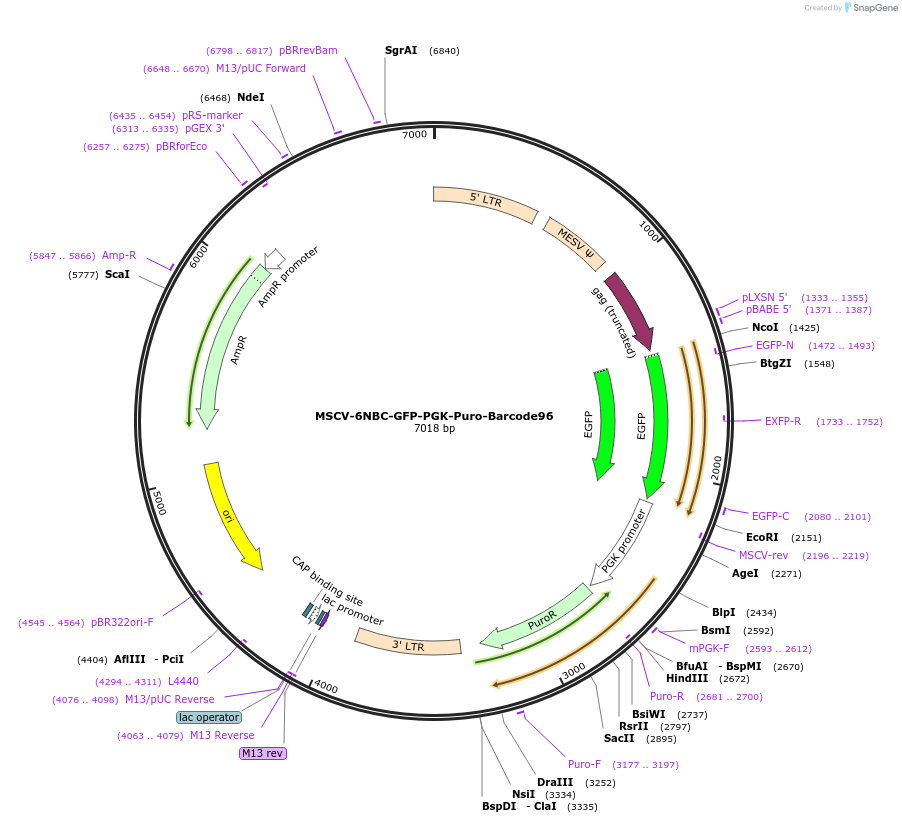 83773-plasmid-map-sequence-id-159978