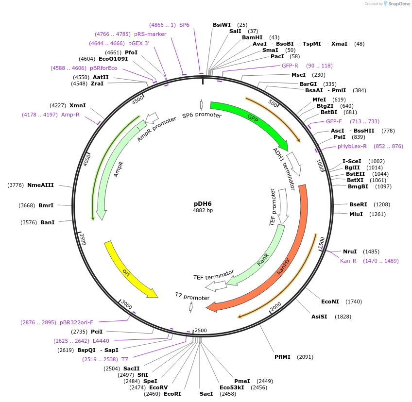 83777-plasmid-map-sequence-id-160009