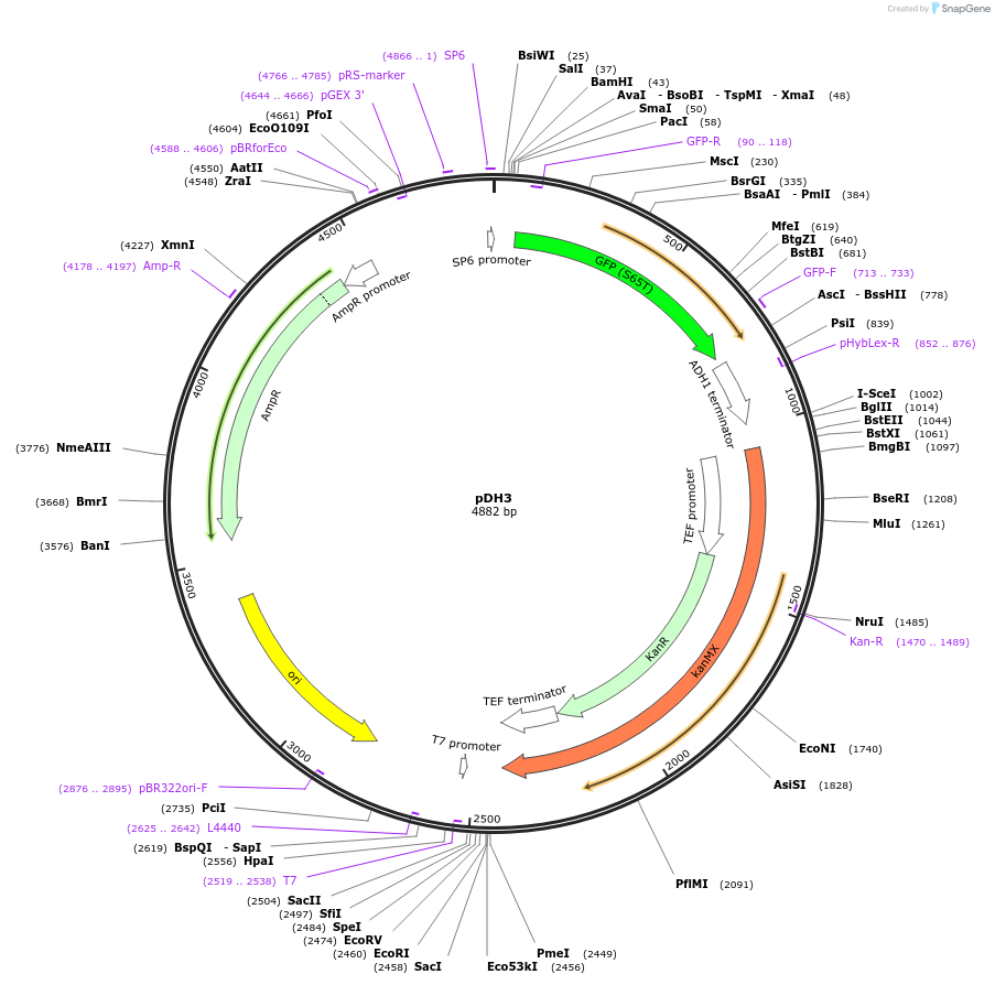 83789-plasmid-map-sequence-id-160016