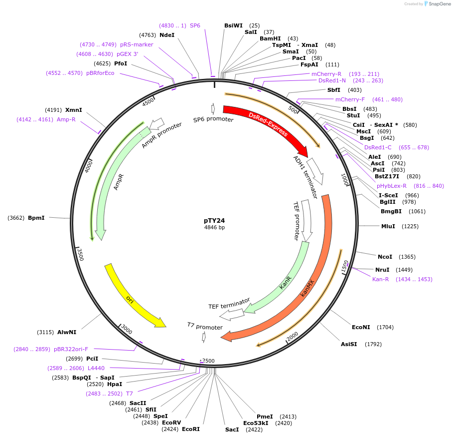 83794-plasmid-map-sequence-id-160027