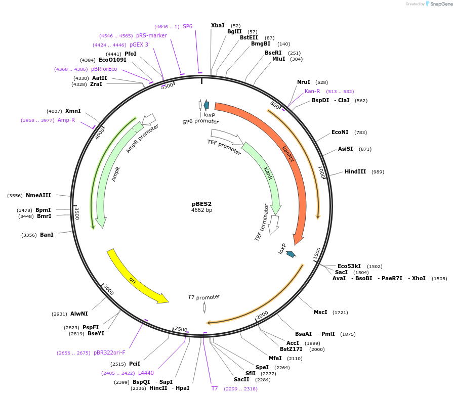 83800-plasmid-map-sequence-id-160061