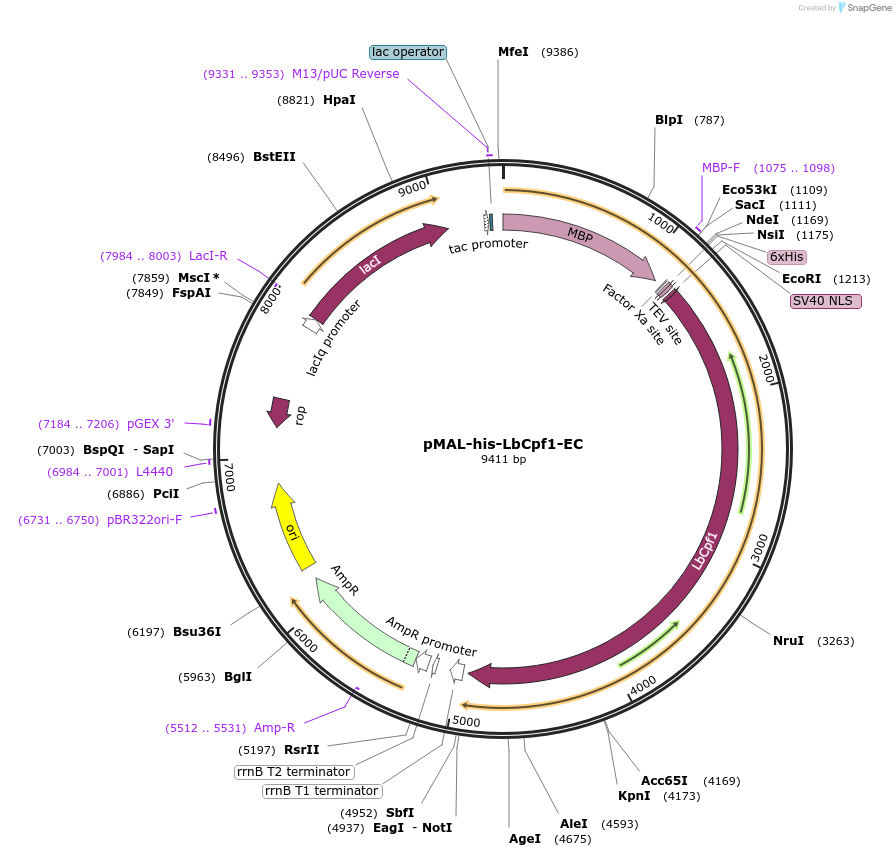 79008-plasmid-map-sequence-id-160091