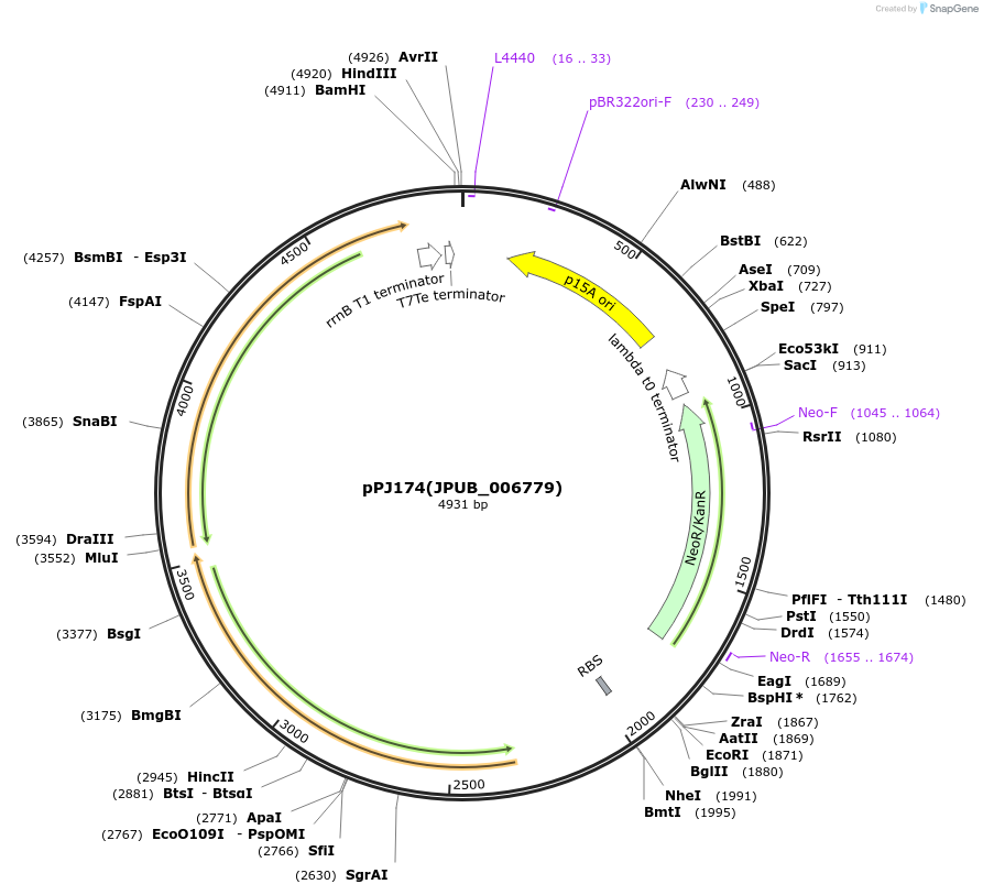 83827-plasmid-map-sequence-id-160154