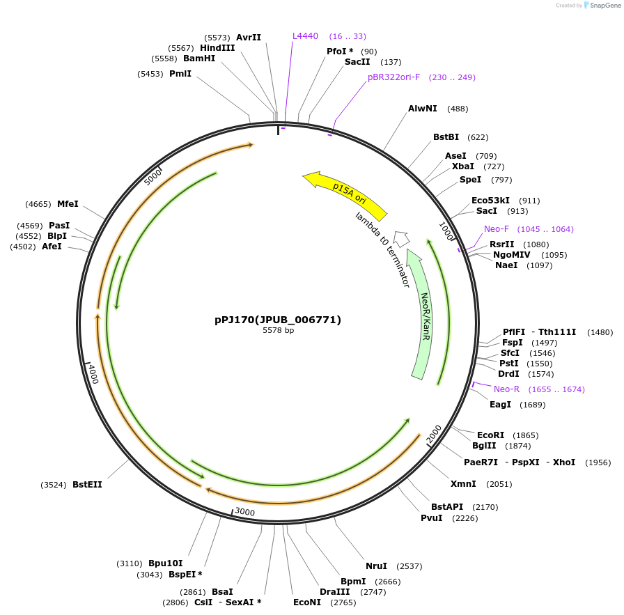 83833-plasmid-map-sequence-id-160164
