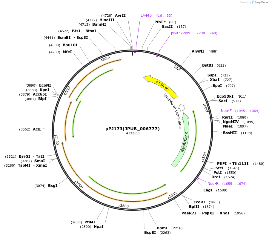 83834-plasmid-map-sequence-id-160169