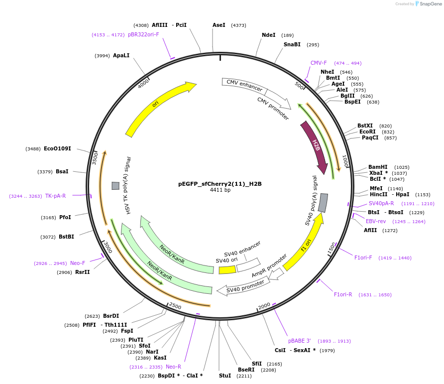 82605-plasmid-map-sequence-id-160201