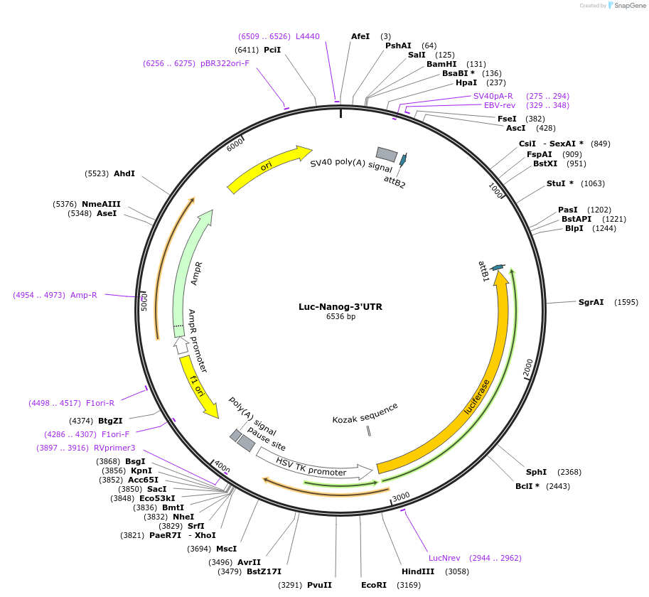 63893-plasmid-map-sequence-id-160207