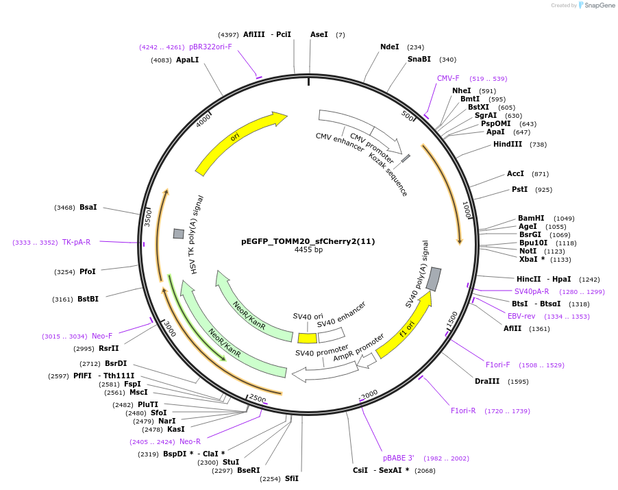 83033-plasmid-map-sequence-id-160216