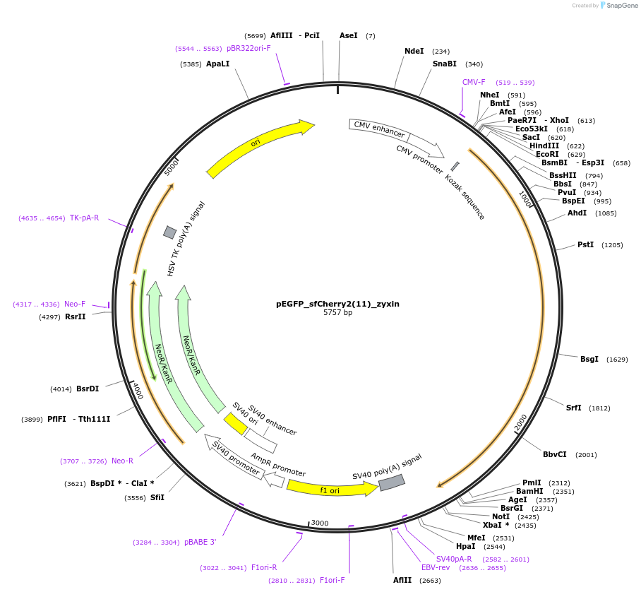 83034-plasmid-map-sequence-id-160219