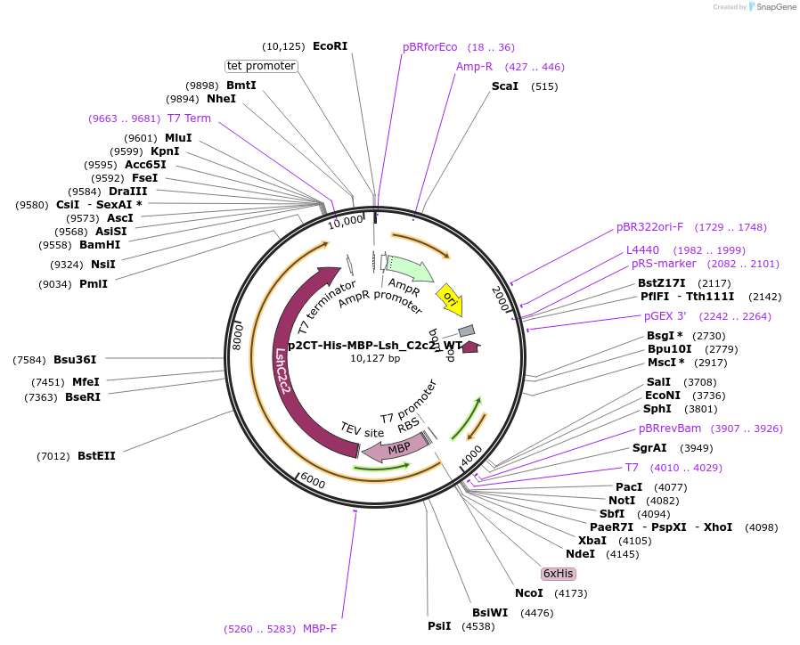 83487-plasmid-map-sequence-id-160234