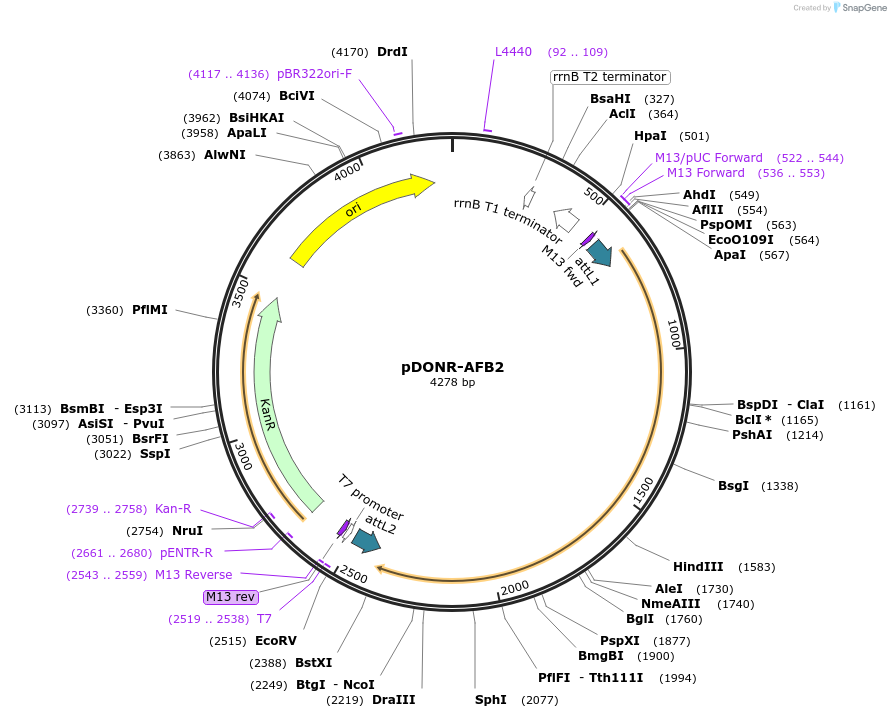 83845-plasmid-map-sequence-id-160249