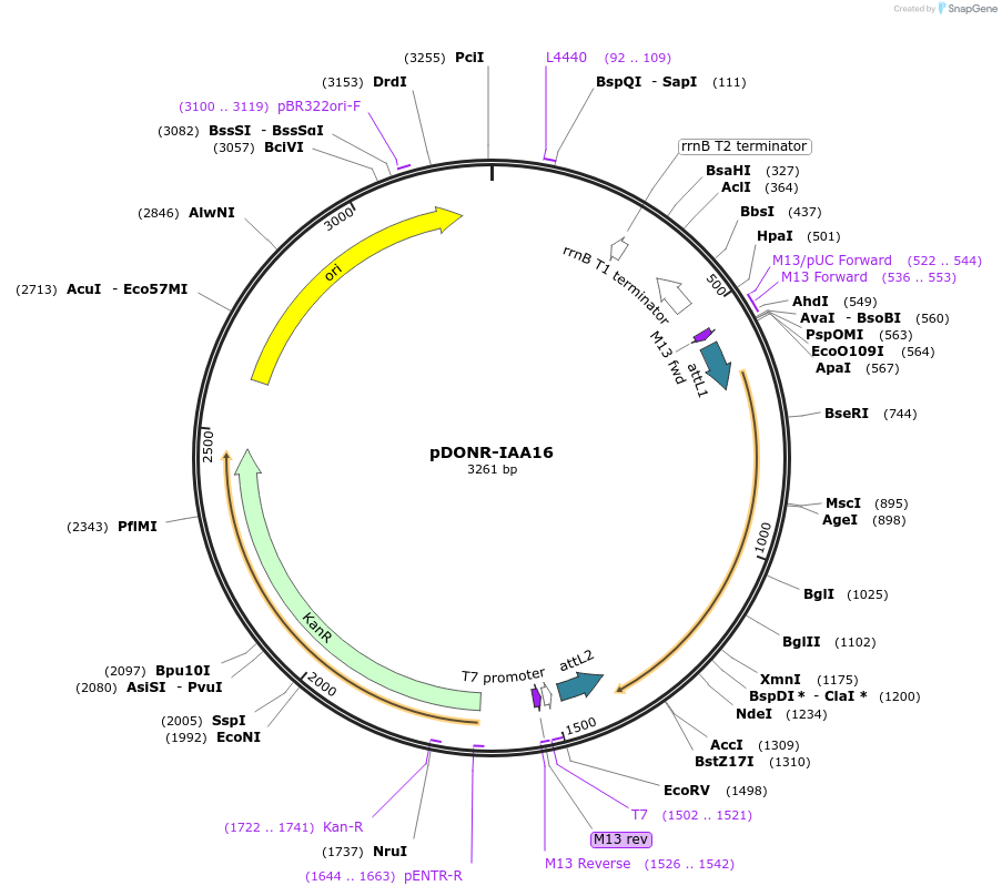 83854-plasmid-map-sequence-id-160257