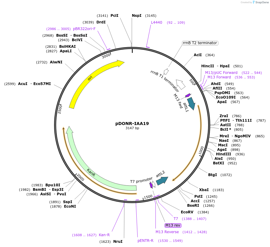 83856-plasmid-map-sequence-id-160259