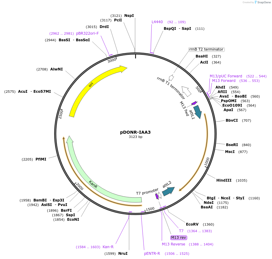 83862-plasmid-map-sequence-id-160264