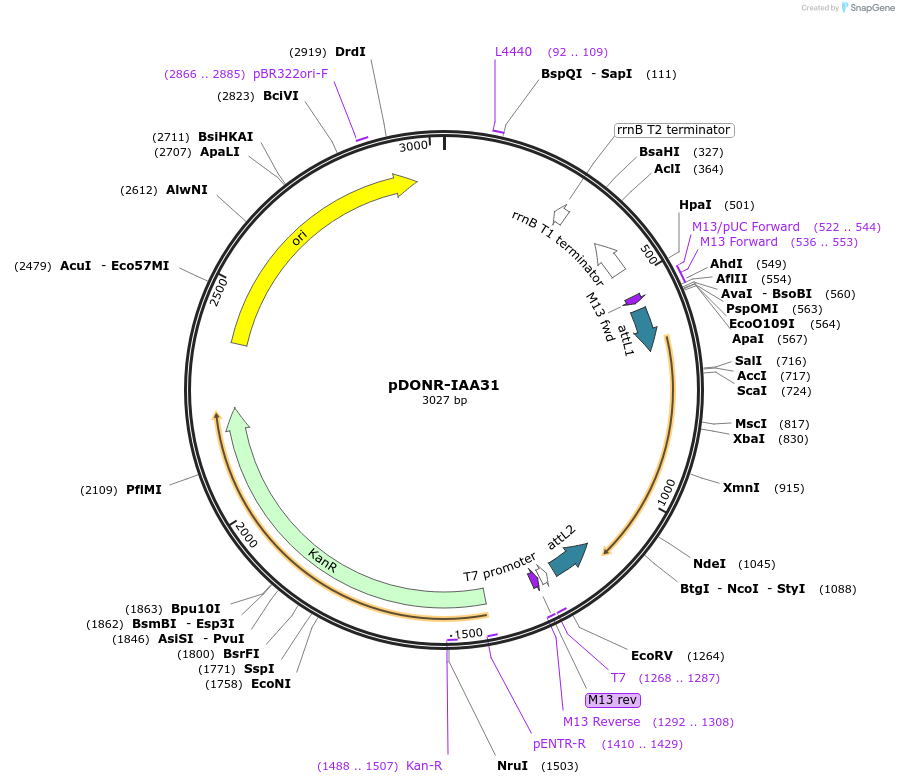 83864-plasmid-map-sequence-id-160265