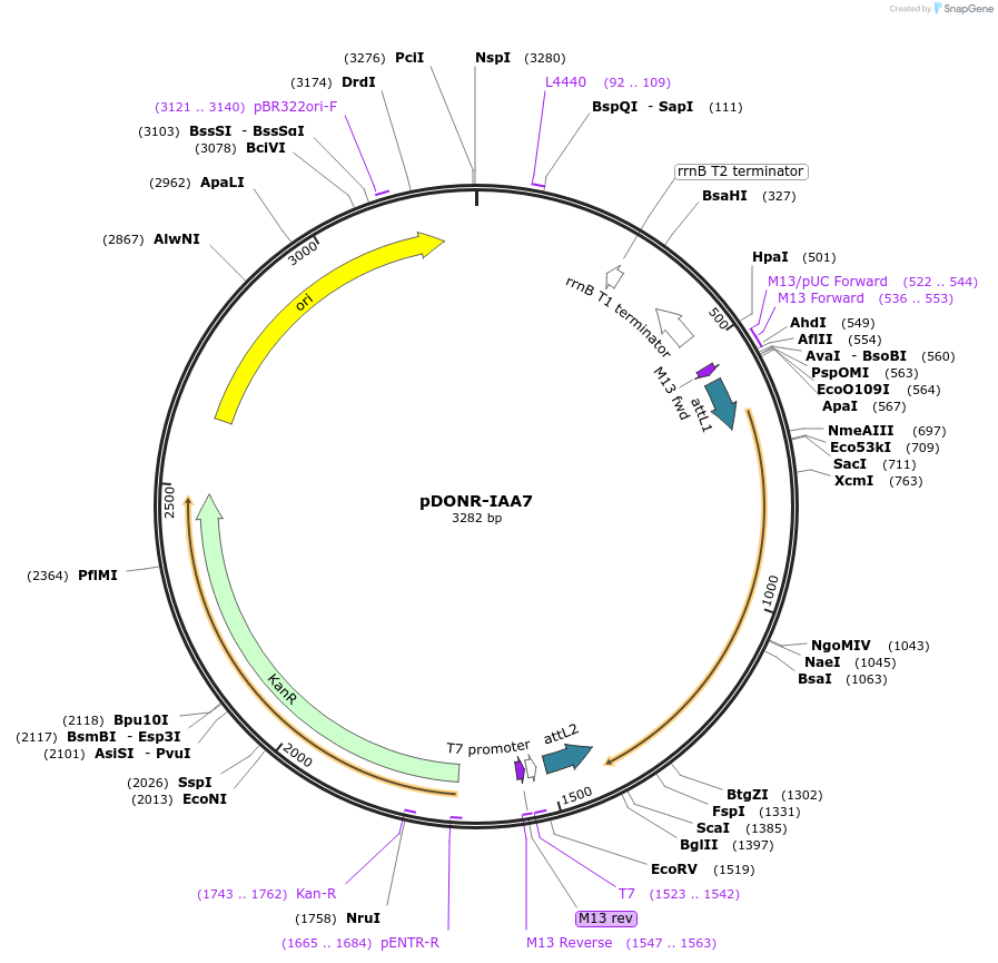 83871-plasmid-map-sequence-id-160269