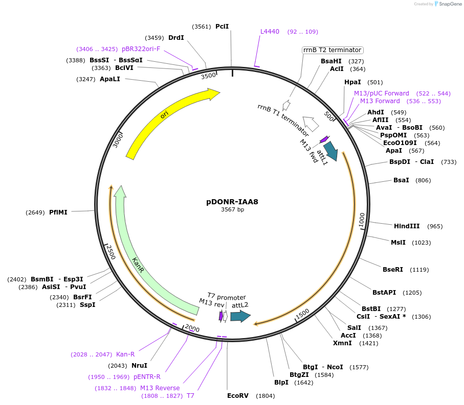 83873-plasmid-map-sequence-id-160270