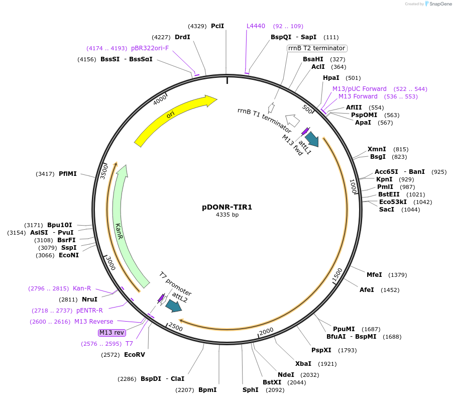 83875-plasmid-map-sequence-id-160271