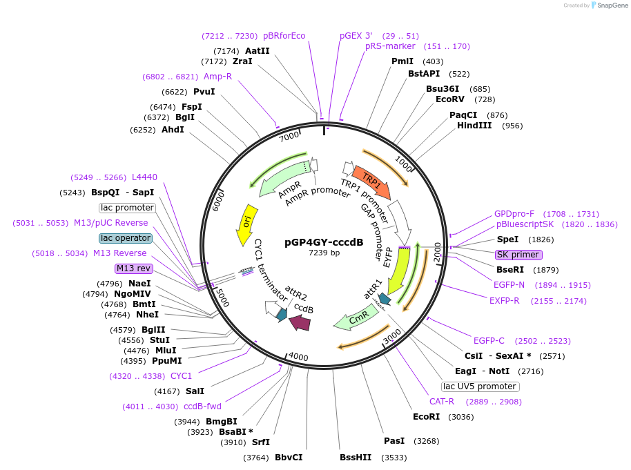 83878-plasmid-map-sequence-id-160274