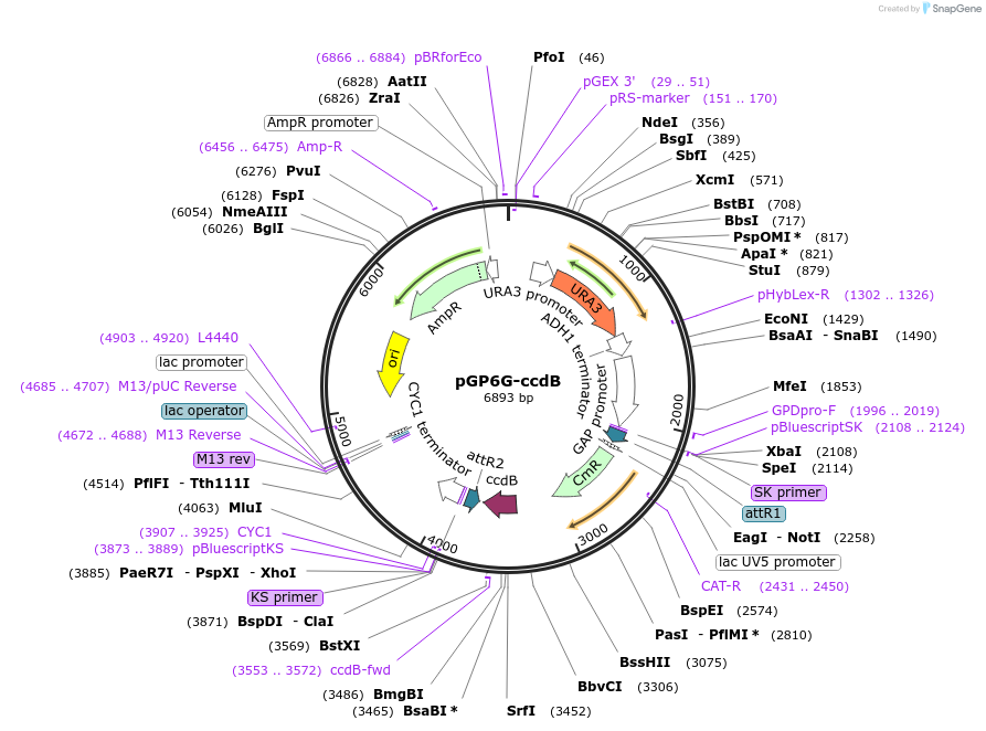 83880-plasmid-map-sequence-id-160276