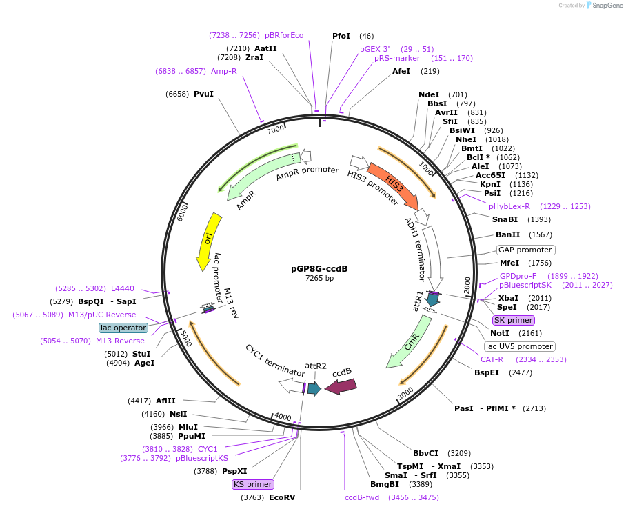 83884-plasmid-map-sequence-id-160280