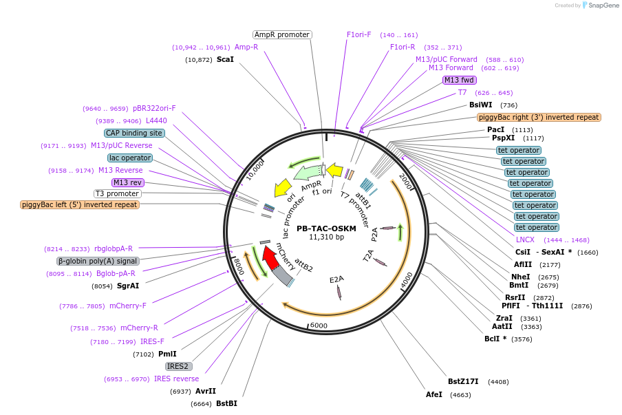80481-plasmid-map-sequence-id-160301