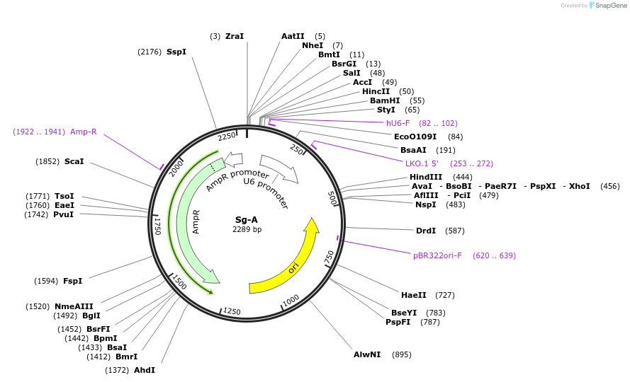 83807-plasmid-map-sequence-id-160346