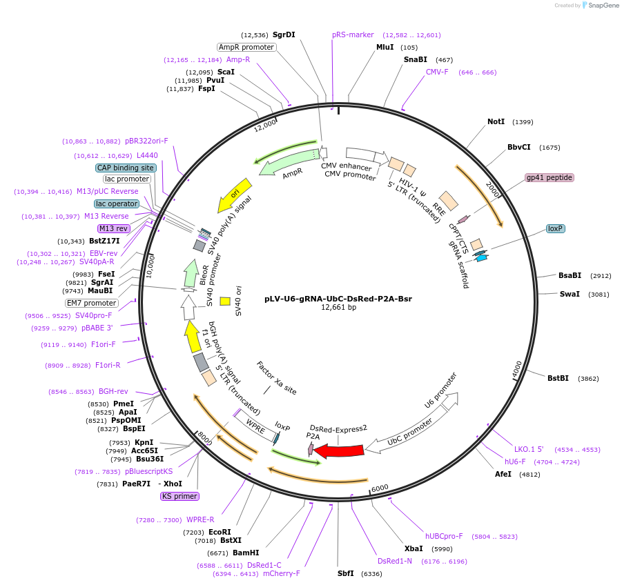 83919-plasmid-map-sequence-id-160355
