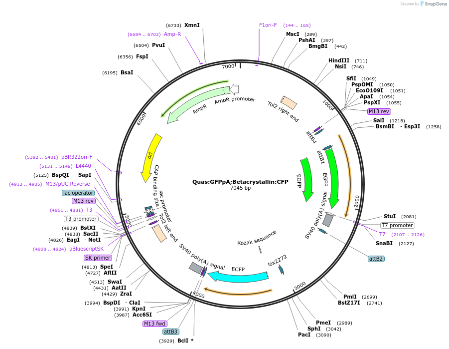 81181-plasmid-map-sequence-id-160381