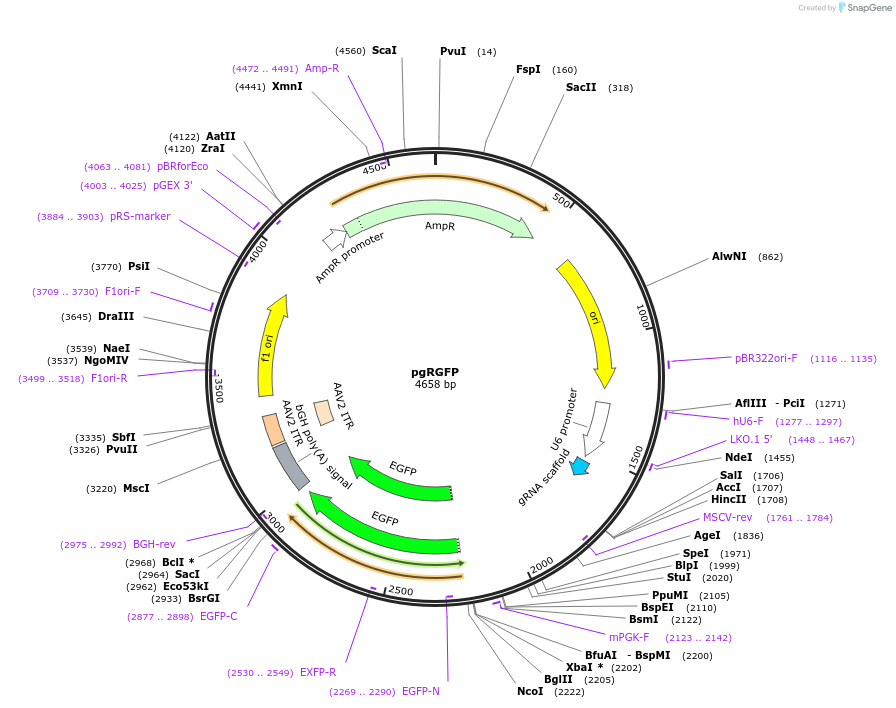 82695-plasmid-map-sequence-id-160439