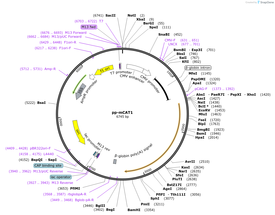 83948-plasmid-map-sequence-id-160441